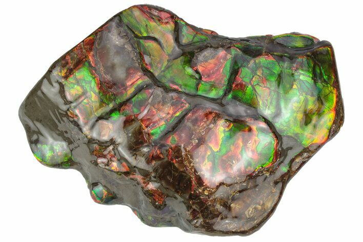 Rainbow Colored Ammolite (Fossil Ammonite Shell) - Alberta #236407